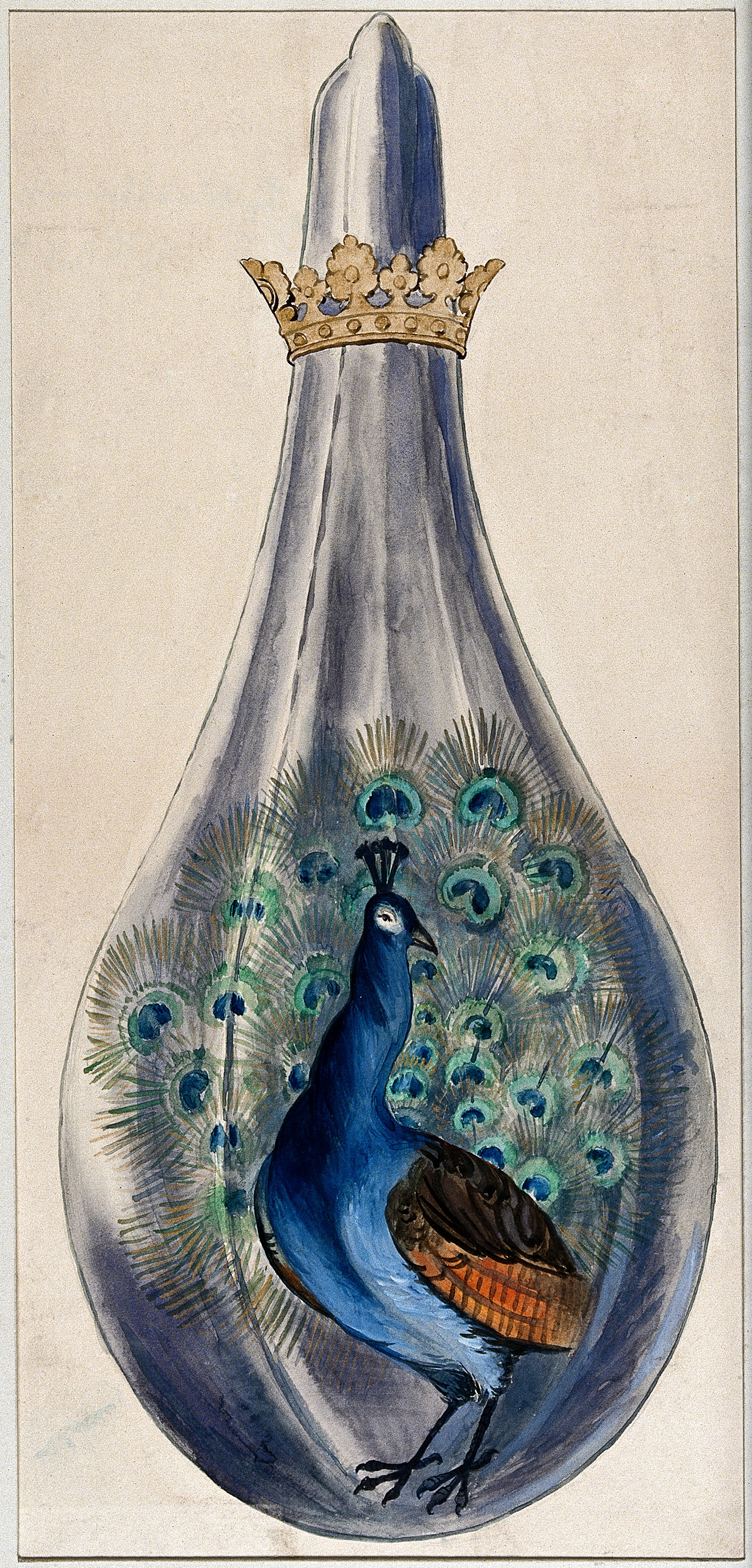 Splendor Solis — peacock in alchemical flask